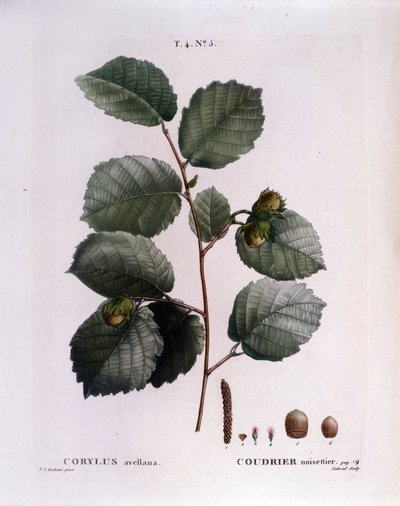 Botanical: hazelnut branch. Plate taken from 