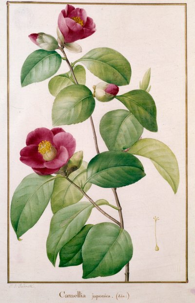 Camellia Japonica Botanical Plate by Pierre Joseph Redoute by Pierre Joseph (after) Redoute