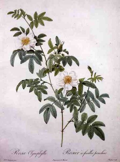 Rosa clynophylla, engraved by Chapuy, from 