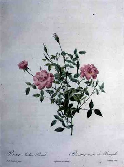 Rosa indica pumila (dwarf Bengal rose), engraved by Chapuy, from 