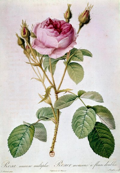 Rose Planche by Pierre Joseph Redoute by Pierre Joseph (after) Redoute
