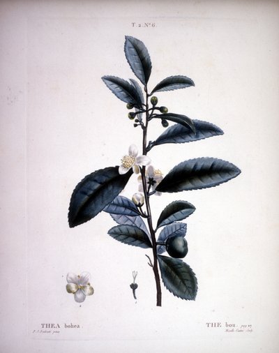 Thea Bohea - The Bou by Redoute by Pierre Joseph (after) Redoute