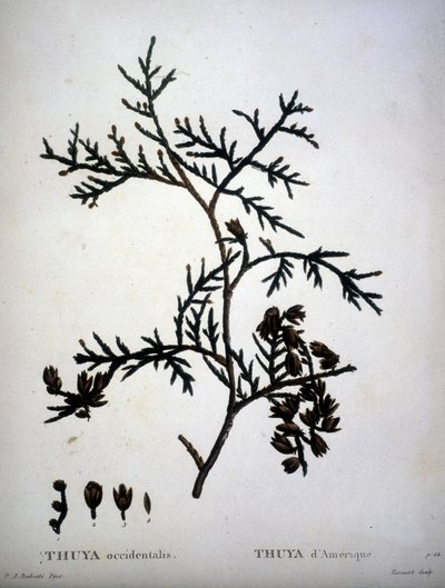 Thuya occidentalis or American Thuya - in 