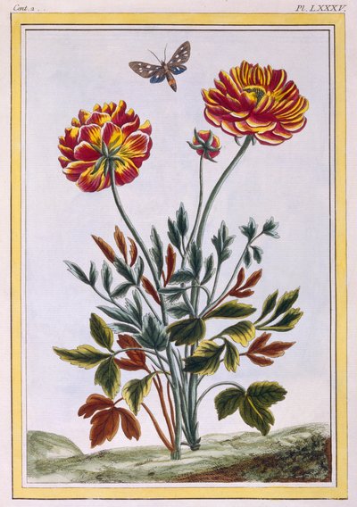 A Variety of Double Flowered Yellow Poppy, c.1776 by Pierre Joseph Buchoz