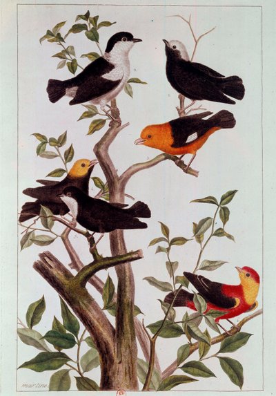 Birds on Branches by Pierre Joseph Buchoz