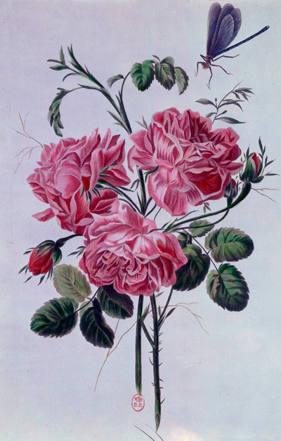 Bouquet of Peonies Lithograph by Pierre Joseph by Pierre Joseph Buchoz