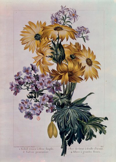 Bouquet of Suns and Other Flowers by Pierre Joseph Buchoz