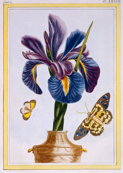 Common Iris with Butterflies by Pierre Joseph Buchoz