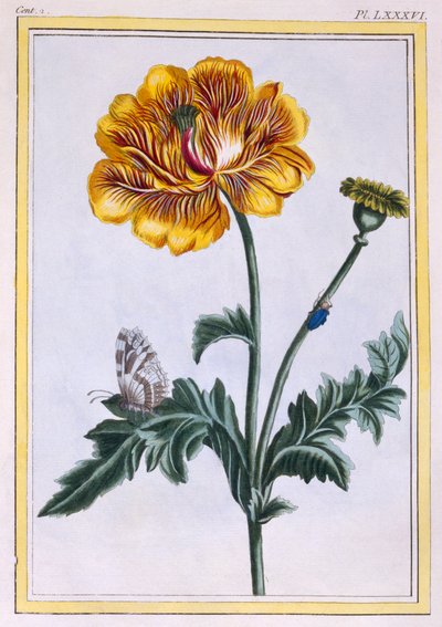 Double Creeping Buttercup by Pierre Joseph Buchoz