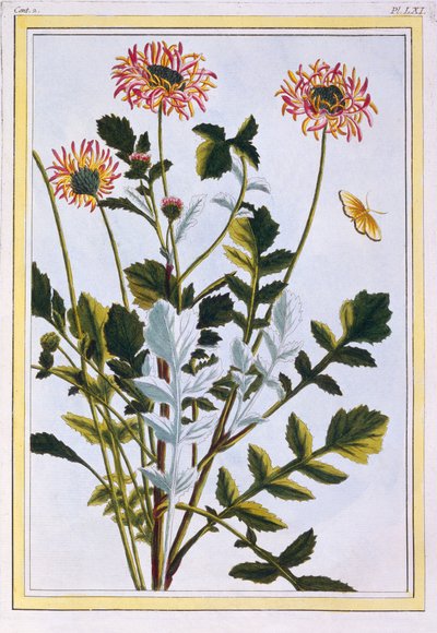 Ethiopian Arcotis (African Lily) by Pierre Joseph Buchoz