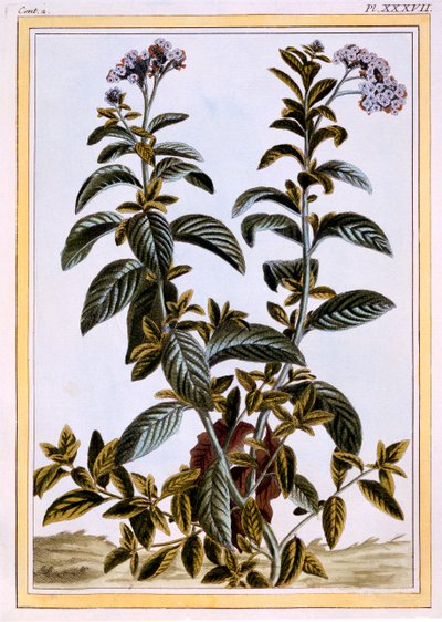 Heliotrope or Cherry-pie, c.1766 by Pierre Joseph Buchoz