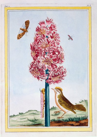 Hyacinth, c.1766 by Pierre Joseph Buchoz