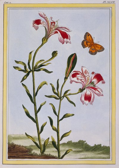 The Spotted Flower of the Incas (Peruvian Lily) by Pierre Joseph Buchoz