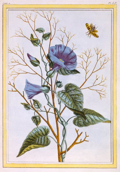 Le Grand Liseron Violet Convovlus by Pierre Joseph Buchoz