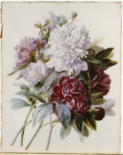 A Bouquet of Red, Pink and White Peonies by Pierre Joseph Redouté