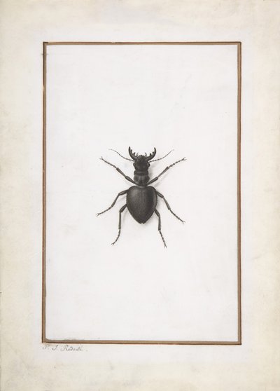 A Stag Beetle by Pierre Joseph Redouté