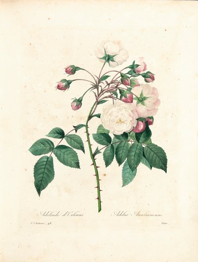 Adelaide d