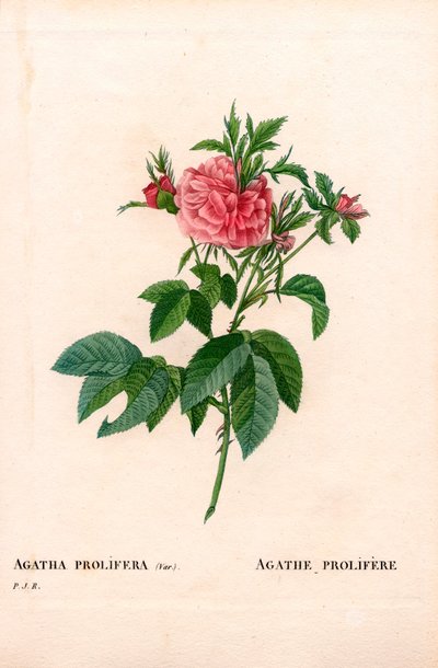 Agatha Prolifera Rose, Rosa Gallica Variety. Handcoloured Stipple Copperplate Engraving from Pierre Joseph Redoute