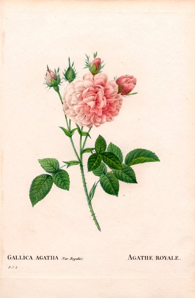 Agathe Royale rose, Rosa gallica variety by Pierre Joseph Redouté