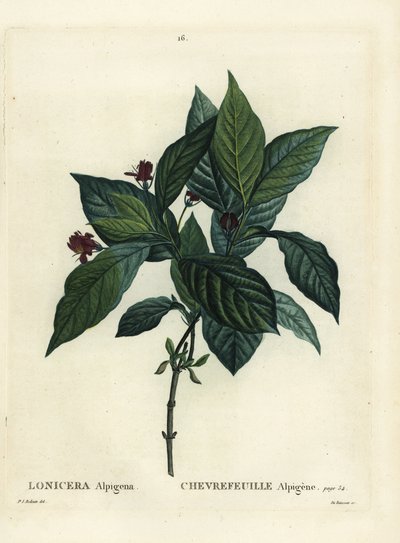 Alpine honeysuckle, Lonicera alpigena. Handcoloured stipple engraving by Du Ruisseau after an illustration by Pierre-Joseph Redoute from Henri Louis Duhamel du Monceau