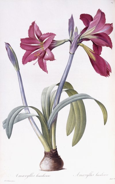 Amaryllis Brasiliensis by Pierre Joseph Redouté