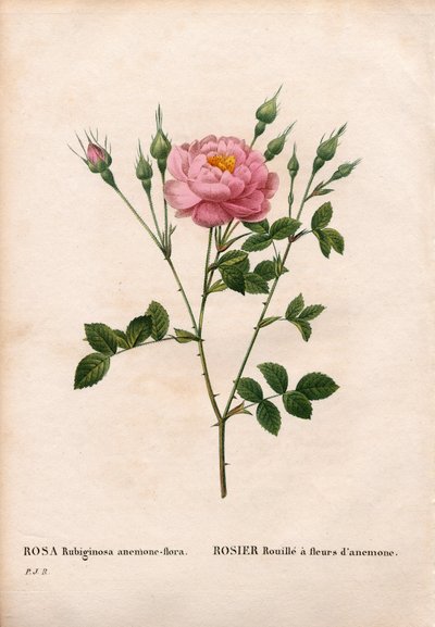 Anemone-flowered sweetbriar rose, Rosa rubiginosa variety by Pierre Joseph Redouté