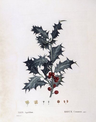 Aquifoliaceae - European Holly (Ilex aquifolium). (botanical plate) by Pierre Joseph Redouté