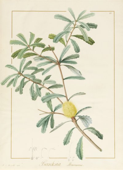 Banksia Marcescens by Pierre Joseph Redouté