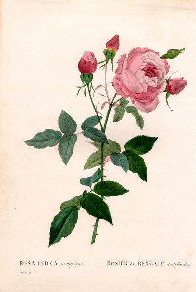 Bengal 100-leaf pink, Rosa chinensis variety, Bengal rose (one hundred-leaf). Handcoloured stipple copperplate engraving from Pierre Joseph Redoute