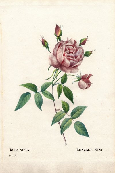 Bengal nini rose, Rosa indica ninia by Pierre Joseph Redouté