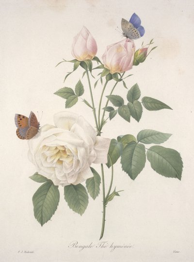 Bengale Thé hyménée, from Choix Des Plus Belle Fleurs et des Plus Beaux Fruits, 1827 by Pierre Joseph Redouté