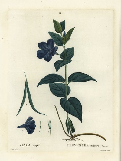 Bigleaf periwinkle, large periwinkle or blue periwinkle, Vinca major. Handcoloured stipple engraving from Henri Louis Duhamel du Moncel