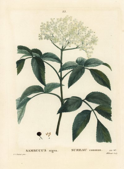 Black Elder or European Elderberry, Sambucus Nigra by Pierre Joseph Redouté