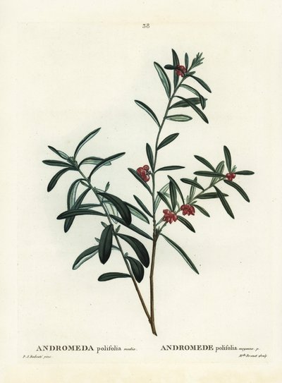 Bog rosemary, Andromeda polifolia. Handcoloured stipple engraving after an illustration by Pierre-Joseph Redoute from Henri Louis Duhamel du Monceau