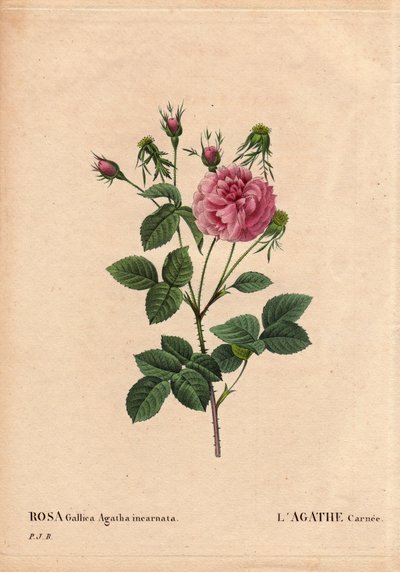 Botanical Board, Flower, Rose Variety: Agathe Carnee by Pierre Joseph Redouté