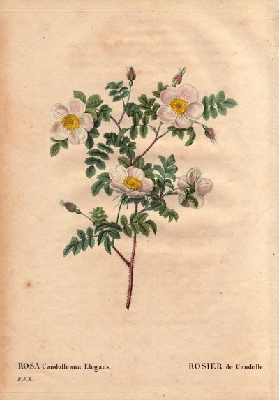 Botanical Board, Flower, Rose Variety: De Candolle