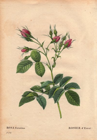 Botanical Board, Flower, Rose Variety: Evrat Rose (Rosa Evratina). Origin Unknown, from Dutch Greenhouses and Given to Monsieur Evrath before 1824. In 