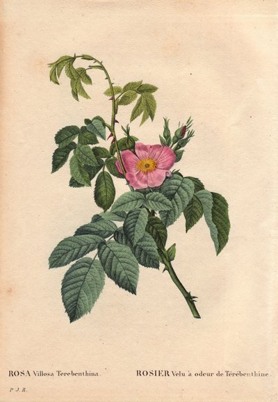 Botanical Board, Flower, Rose Variety: Hairy Rose with the Smell of Terebenthine by Pierre Joseph Redouté
