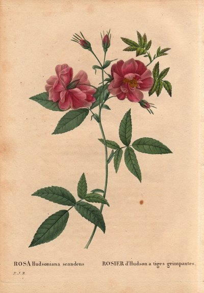 Botanical Board, Flower, Rose Variety: Hudson rose with climbing stems (Rosa hudsoniana scandens). From North America. In 