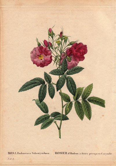Botanical Board, Flower, Rose Variete: Hudson rose with flowers almost in Corymbe by Pierre Joseph Redouté