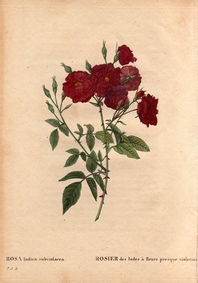 Botanical Board, Flower, Rose Variete: India Rose with almost violet flowers by Pierre Joseph Redouté
