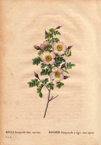Pimprenelle rose with stems without spines (Rosa pimpinelli folia inermis) by Pierre Joseph Redouté
