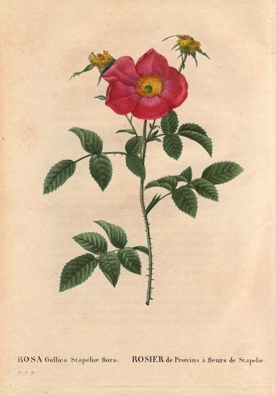 Botanical Board, Flower, Rose Variety: Provin Rose with Stapelia Flowering (Rosa Gallica Stapeliae Flora). In 