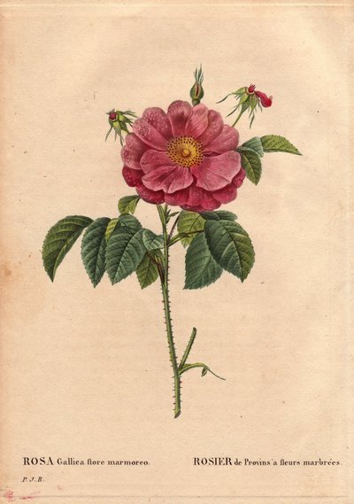 Botanical Board, Flower, Rose Variety: Provin Rose with marbled flowers (Rosa gallica flore marmoreo). Unknown origin. In 