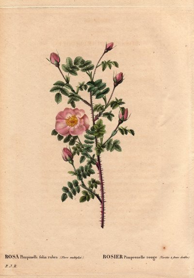 Red Pimprenelle Rose (Rosa pimpinellifolia rubra) by Pierre Joseph Redouté