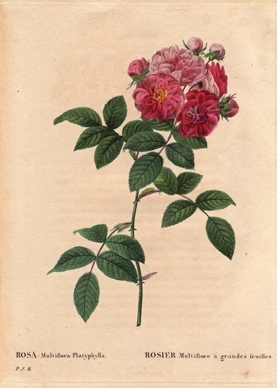 Botanical Board, Flower, Rose Variety: Rosa multiflora with large leaves (Rosa multiflora platyphylla) cultivates a seed artir introduced in Brittany before 1817. In 