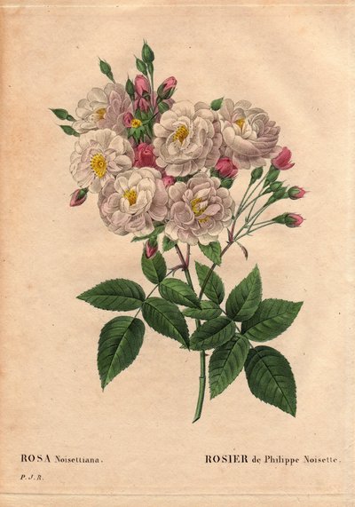 Botanical Board, Flower, Rose Variety: Rose of Philippe hazelnut (Rosa noisettiana). Hybrid species of rose moschata chinensis grown in the United States by John Champney and introduced to France by Philippe Noisette in 1814. In 