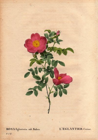 Botanical Board, Flower, Rose Variety: The Cherry Eglantier by Pierre Joseph Redouté