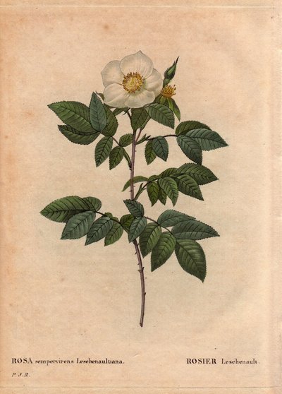 Botanical Board, Flower, Rose Variety: The Leschenault rose (Rosa sempervirens Leschenaultiana). Discovered by Monsieur Leschenault on the Nilgiri (or Nilagiri or Nilgiris) also called Blue Mountains of India. In the Tamil Nadu region, before 1824. In 