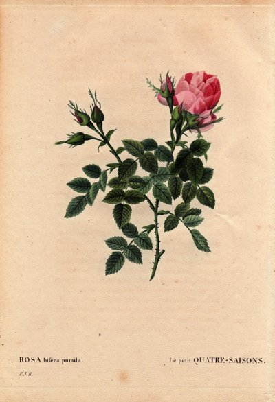 Botanical Board, Flower, Rose Variety: The Little Four Seasons. In Latin: Rosa Bifera Pumila, Cultivated by Monsieur Noel, Paris, France, before 1824. In 